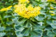 Rhodiola Extract