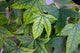 Terpenoids & Phytochemicals